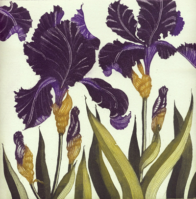 Dark Irises