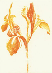 golden iris