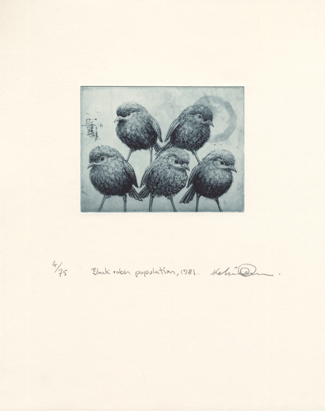 Black robin population, 1981