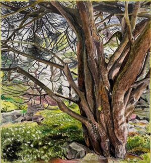 Louise Leonard - Tree study