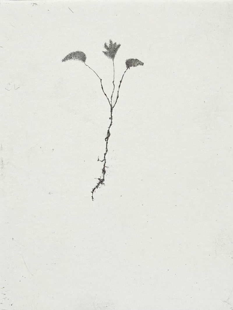 Lars Nyberg - Three Leaves